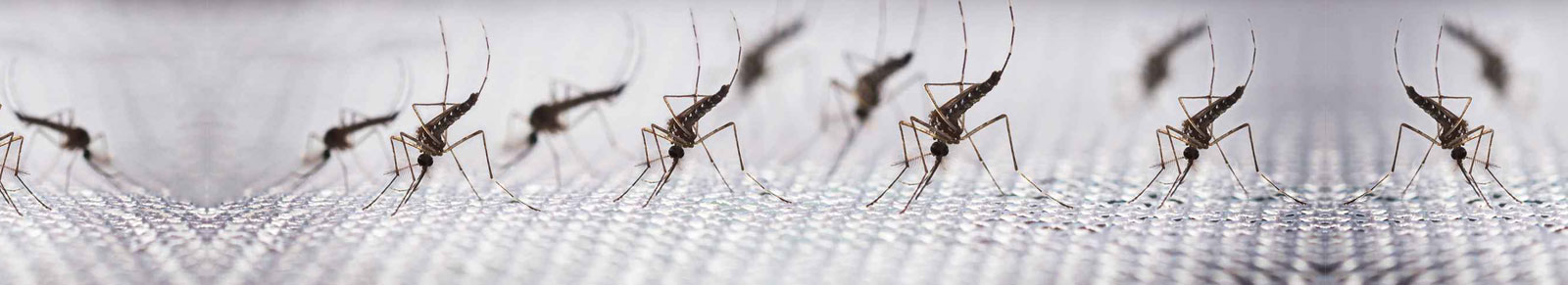 Mosquito Control - Alpho Pest Control