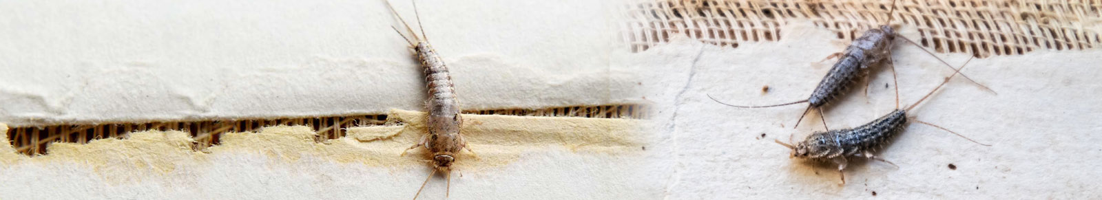 Silverfish - Alpho Pest Control
