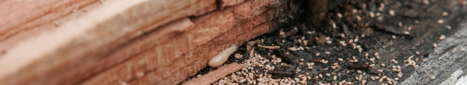 Termite Control (Karayan) - Alpho Pest Control