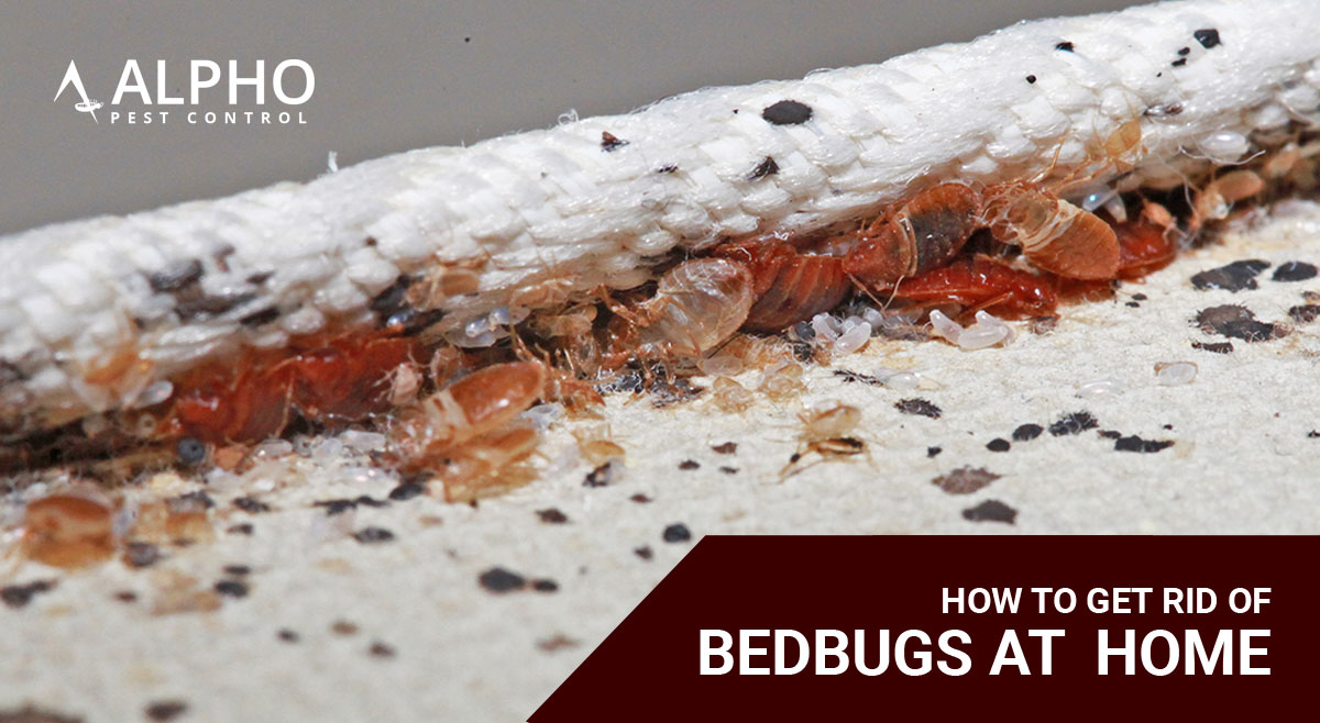 How to Get Rid of Bedbugs at Home